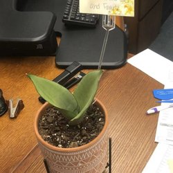Holdrege Floral Expressions - They sent this tiny thing to a funeral for $50!
