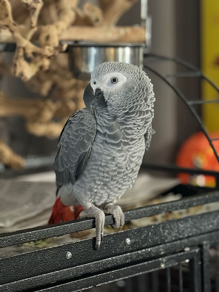 Agustin's Exotic Birds and Reptiles - reptile breeding in Lomita, CA