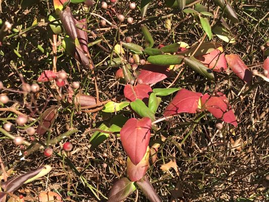 South Mountain Reservation by null