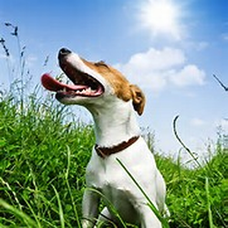 The BarkMore Pet Hotel & Daycare