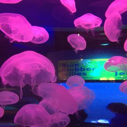 Mystic Marinelife Aquarium