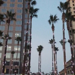 Circle of Palms