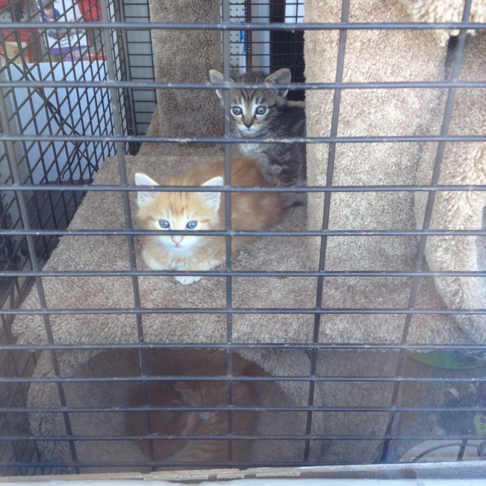 Peninsula Feed Store - Kitteh - Livestock Feed & Supply Near Me - Redwood, California Peninsula Feed Store - Kitteh - Livestock Feed & Supply Near Me - Redwood, California