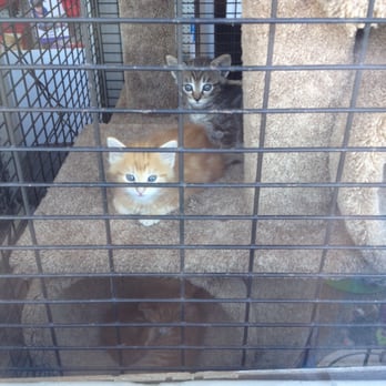 Peninsula Feed Store - Kitteh - Livestock Feed & Supply Near Me - Redwood, California