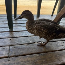 Swanson Station Cafe - Duck walking the outdoor seating area