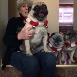 Me and the pugs with their bells on!!!