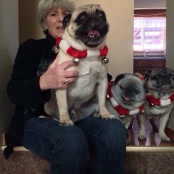Caylys Doggy Styles - Me and the pugs with their bells on!!! - Pet Groomers Near Me - Gresham, Oregon