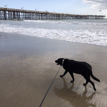 Pet Home Euthanasia Service - Pet Cremation Services Near Me Pet Home Euthanasia Service - Pet Cremation Services Near Me