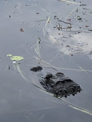 Arthur R. Marshall Loxahatchee National Wildlife Refuge by null