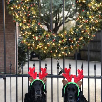 CityVet - Preston Park - Feliz Navidog! - Veterinarians Near Me - Plano, Texas