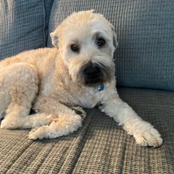 The Posh Pup