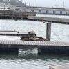Sea Lion Center gift card