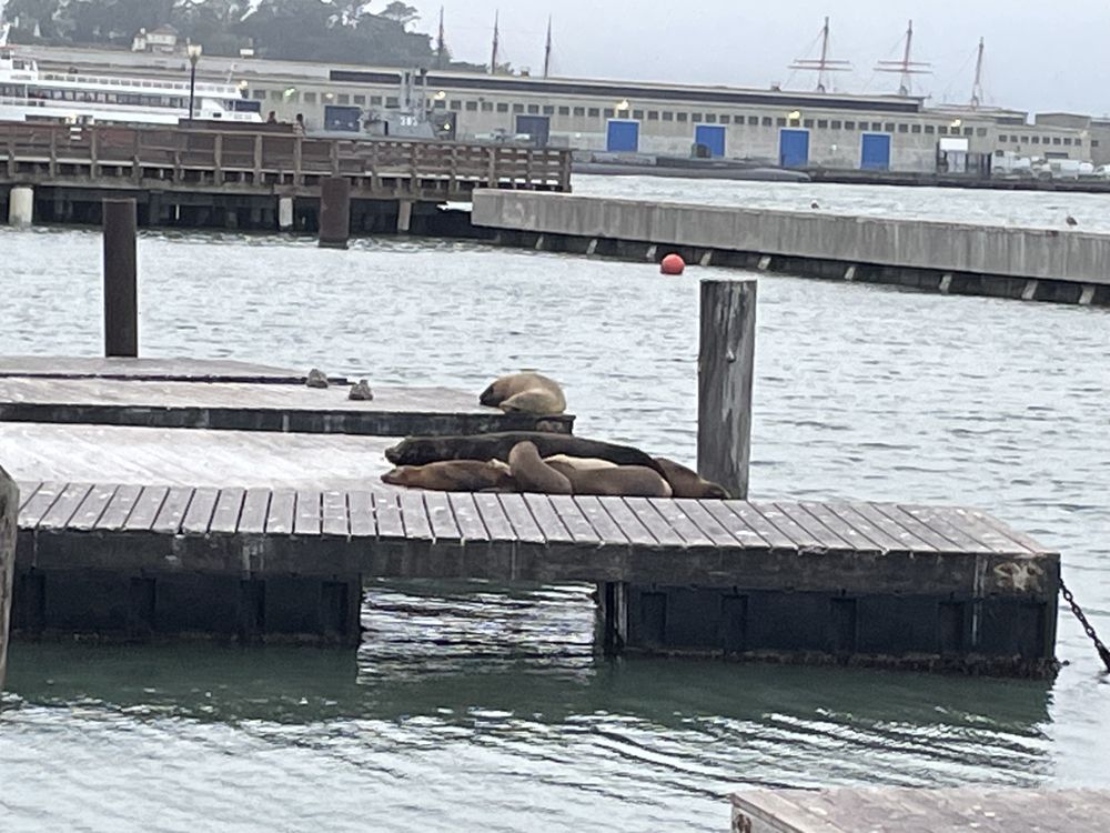 Sea Lion Center