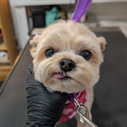 Allendale Pet Groomery