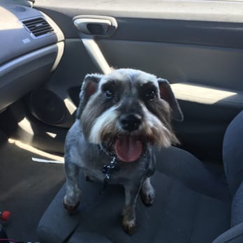 PetSmart - Our beautifully groomed Lillian. - Pet Stores Near Me - Sacramento, California