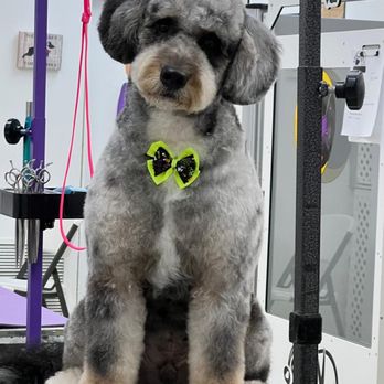 Oceanside Pet Spaw - Pet Groomers Near Me - North Miami, Florida Oceanside Pet Spaw - Pet Groomers Near Me - North Miami, Florida