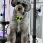 Photo of Oceanside Pet Spaw