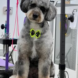 Oceanside Pet Spaw