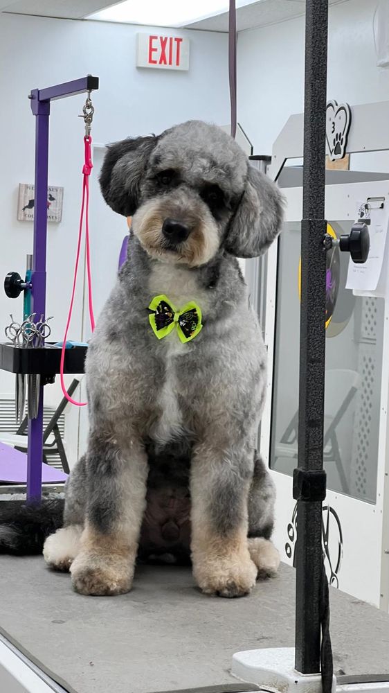 Oceanside Pet Spaw Image