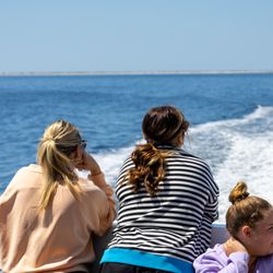 Premier Dolphin Cruise - Dolphin Watch