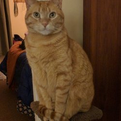 Green Mountain Animal Hosp - Healed and handsome!