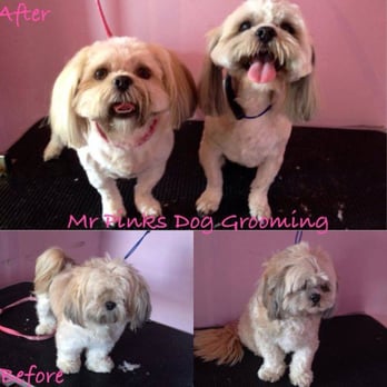 Mr Pinks Pampered Pets - Before and after Photo of one of the groomers clients. - Pet Groomers Near Me - Kingston upon Hull, KHL