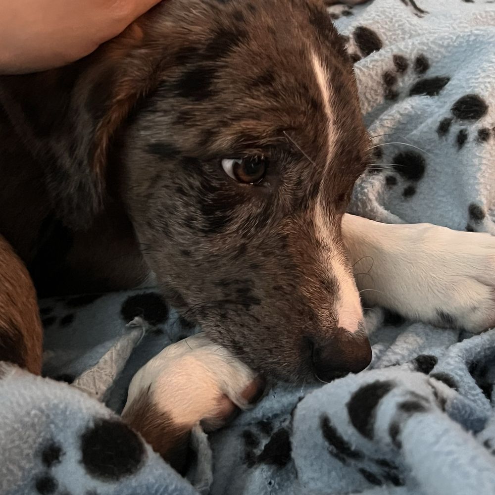 No Kill Animal Shelter Lodi, CA - Last Updated January 2026 - Yelp