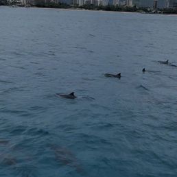 Dolphins Dolphins