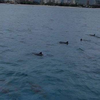 Waikiki Sailing Company - Dolphins - Boating Near Me - Honolulu, Hawaii Waikiki Sailing Company - Dolphins - Boating Near Me - Honolulu, Hawaii