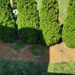 Meadows Farms Nurseries - Warrenton - SHOWING only 2 of six survived in that same row..