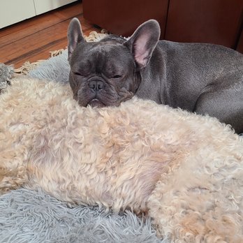 Bay Area Bulldogs - Cosmo's favorite pillow - Pet Breeders Near Me Bay Area Bulldogs - Cosmo's favorite pillow - Pet Breeders Near Me
