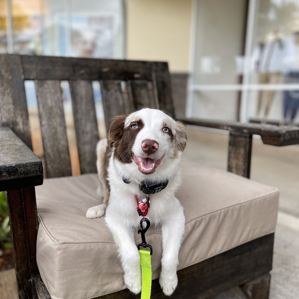 Mokupuni Paws - Pet Training Near Me Mokupuni Paws - Pet Training Near Me