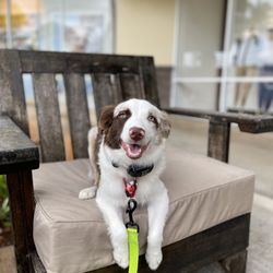 Mokupuni Paws