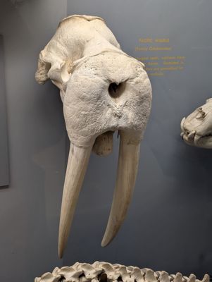 Smithsonian National Museum of Natural History by null