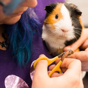 Nailed It Denver - Pet Groomers Near Me Nailed It Denver - Pet Groomers Near Me