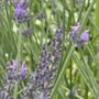 Photo of Aurora Lavender Farm