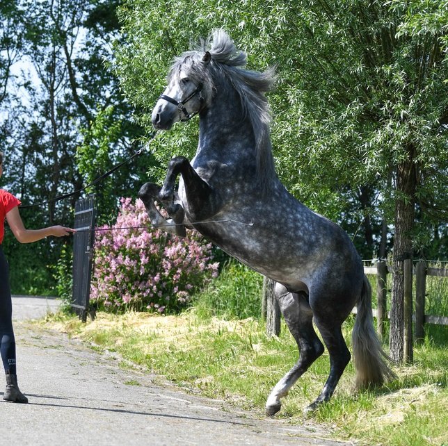 PAUL WHITE HORSES FOR SALE Updated June 2024 Dallas, Texas Horse