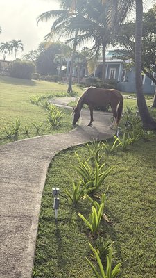 Blue Horizon Boutique Resort by null