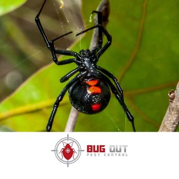 Bug Out Pest Control - Pest Control Near Me - Yuma, Arizona Bug Out Pest Control - Pest Control Near Me - Yuma, Arizona
