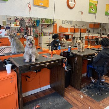 Orange Grooming - Pet Groomers Near Me - Miami, Florida Orange Grooming - Pet Groomers Near Me - Miami, Florida