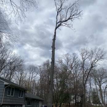 Claudio Tree Work and Landscaping - The white oak after the limbs overhanging our roof were removed - Landscaping Near Me - New Milford, Connecticut Claudio Tree Work and Landscaping - The white oak after the limbs overhanging our roof were removed - Landscaping Near Me - New Milford, Connecticut