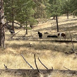 Flathead Boat Rental - Wild horses! ALL five!