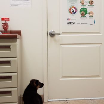 Cinco Animal Hospital - Veterinarians Near Me - Katy, Texas Cinco Animal Hospital - Veterinarians Near Me - Katy, Texas