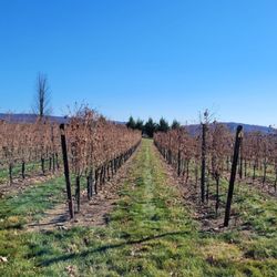 Six Wicket Vineyards - The vines (or some of them)