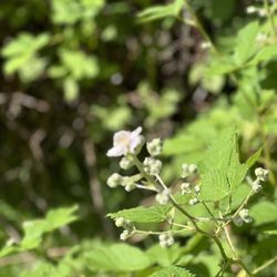 Luther Burbank Park - Blackberry blossom