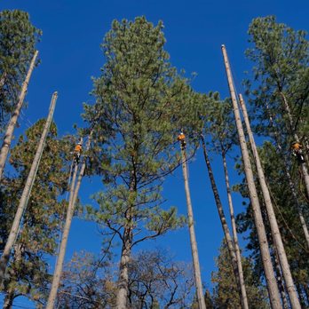 Jim Norman's Trees Unlimited - Tree Services Near Me - Grass Valley, California Jim Norman's Trees Unlimited - Tree Services Near Me - Grass Valley, California