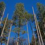 Photo of Jim Norman's Trees Unlimited