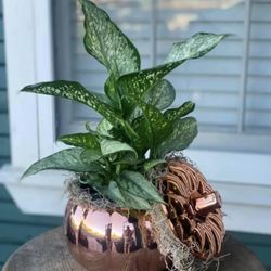 Hill Country Florist