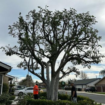 Your Price Tree Services - Tree Trimming - Tree Services Near Me Your Price Tree Services - Tree Trimming - Tree Services Near Me