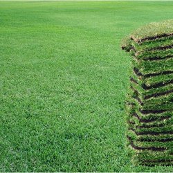 The Sod Lot